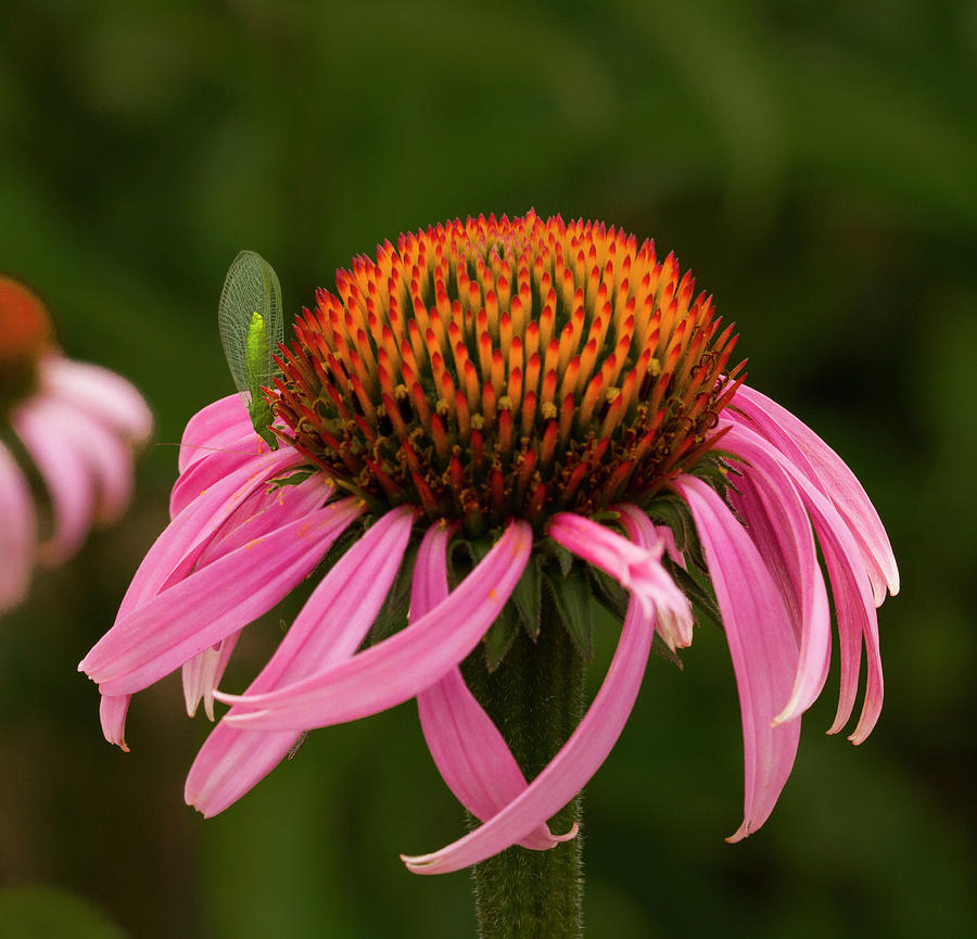 Lacewing on Echinacea Blossom Photograph by Jean Noren