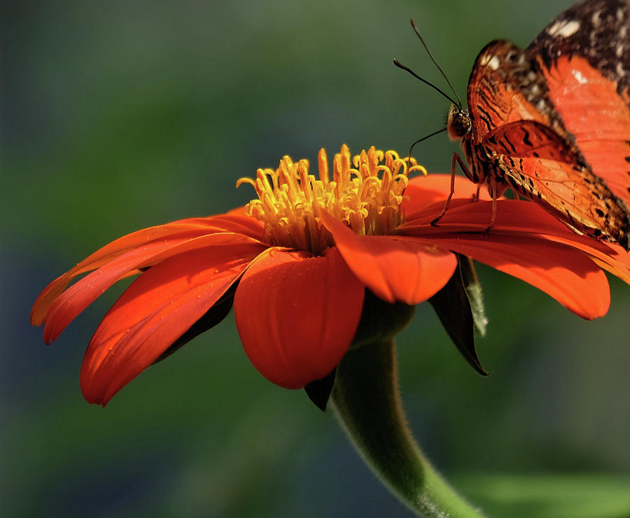 Red Lacewing on flower Photograph by Ronda Ryan