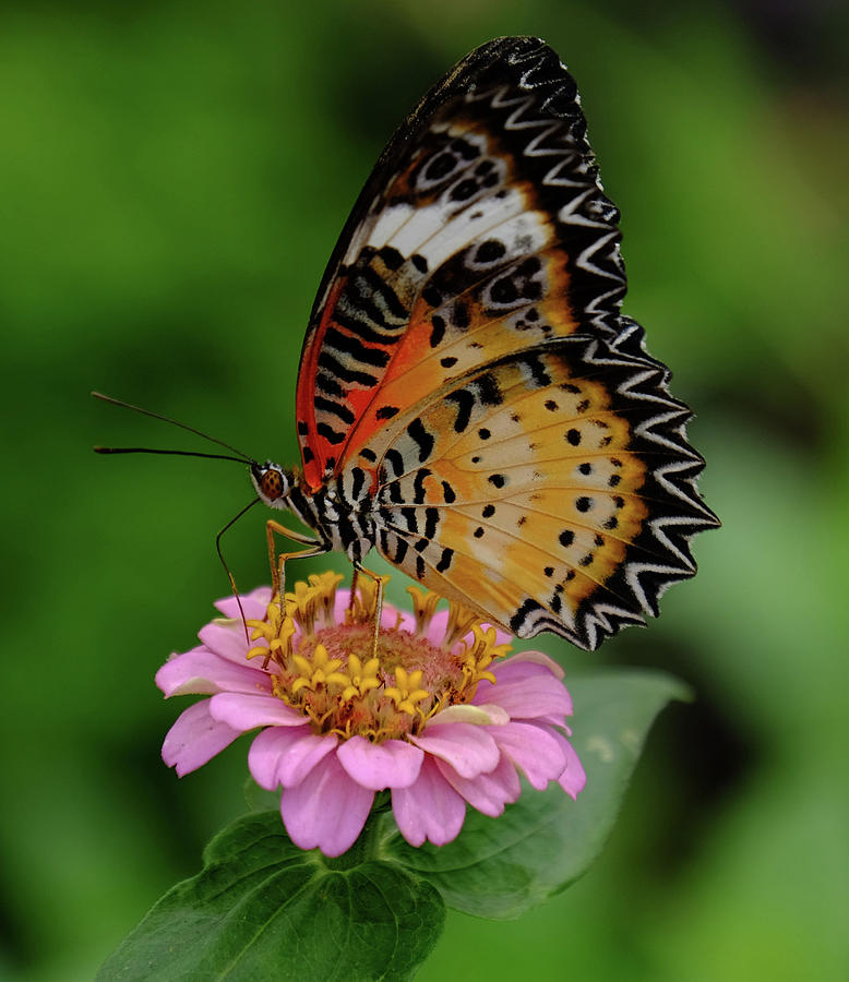 Leopard Lacewing perched Photograph by Ronda Ryan