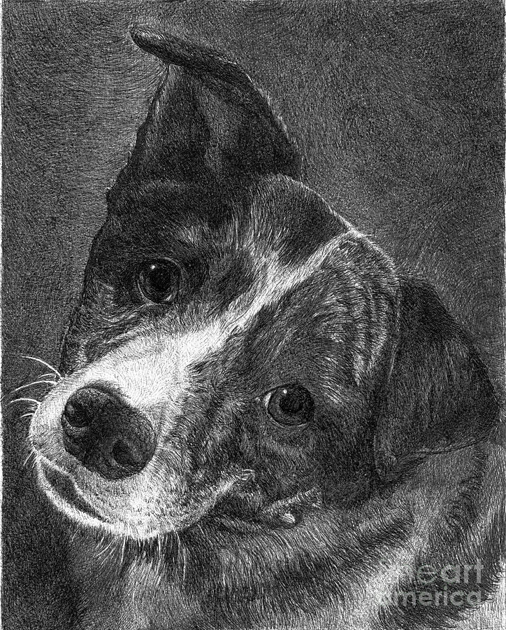 Dog Drawing - Lacey by Faithful Faces Pet Portraits Dog Drawing - Lacey by Faithful Faces Pet Portraits