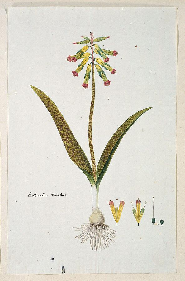 Lachenalia Aloides L.f. Engl. Var. Aloides Opal Flowers, Robert Jacob Gordon, 1777 - 1786 Painting