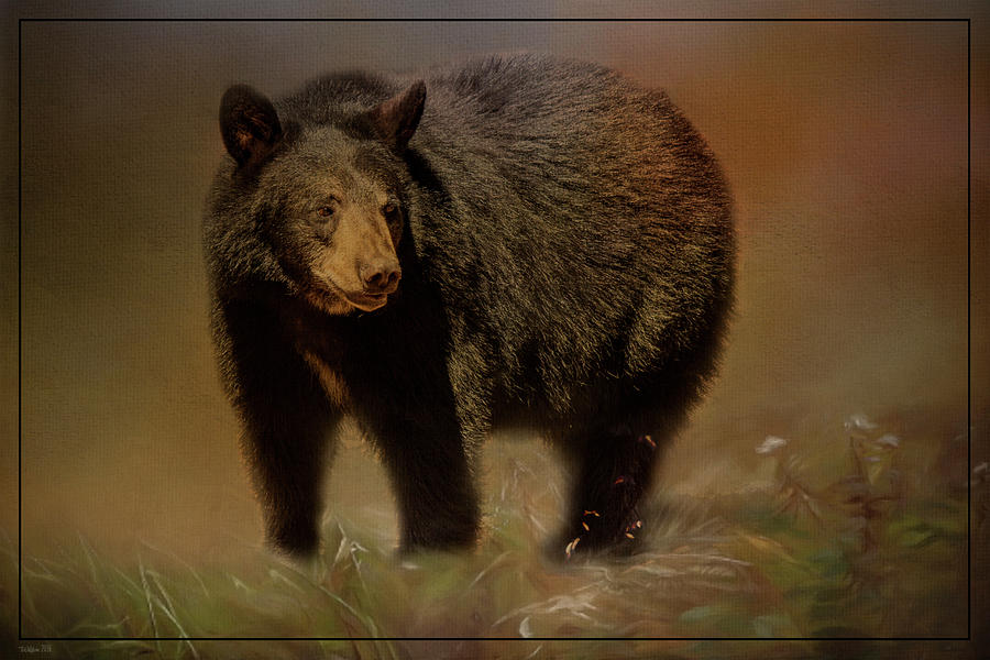 Black Bear in the Fall Photograph by Teresa Wilson