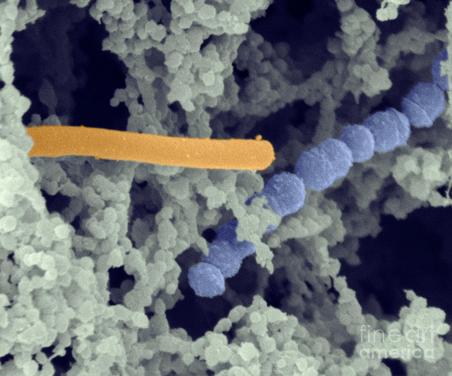 Lactic Acid Bacteria Photograph by Scimat