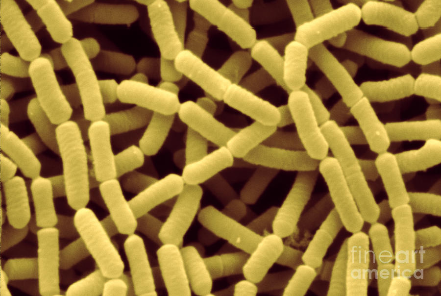 Lactobacillus Rhamnosus Bacteria, Sem Photograph by Scimat