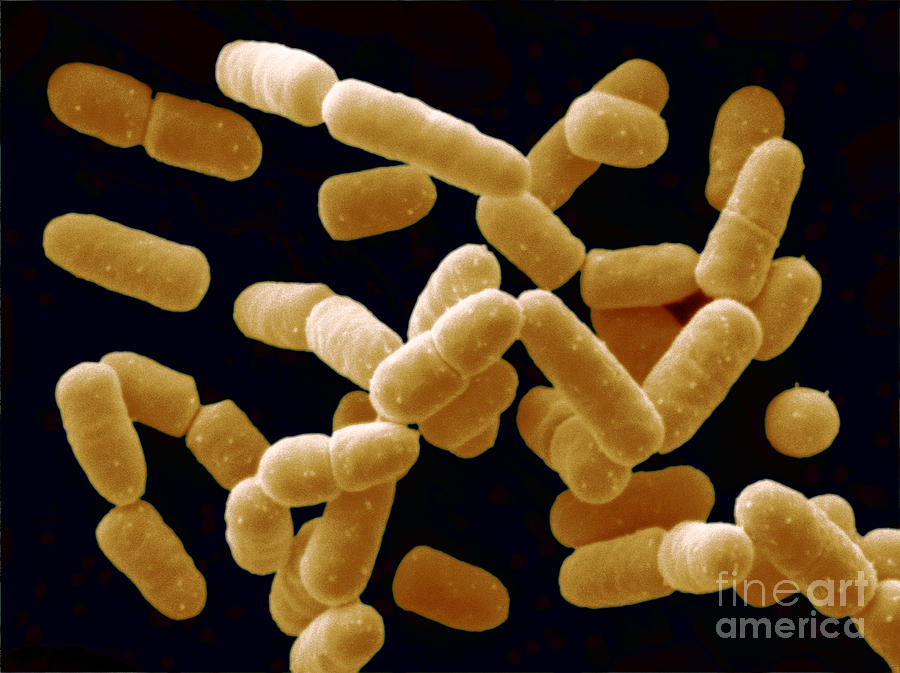 Lactobacillus Salivarius Bacteria Photograph by Scimat