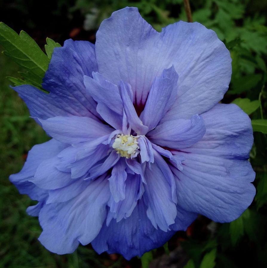 Lacy Blue Chiffon Photograph by Sarah Malley | Fine Art America