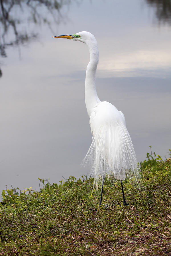Lacy Breeding Plumage Photograph by Sally Weigand