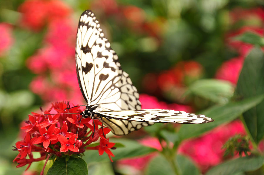 Lacy Butterfly Photograph by Dominic Kirkpatrick - Fine Art America