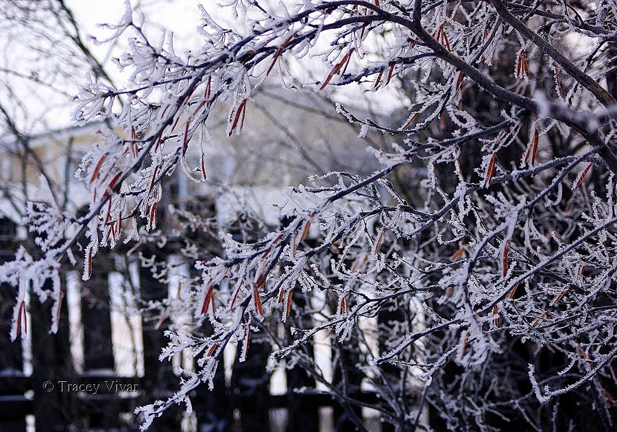 Lacy Frost on Branches Photograph by Tracey Vivar