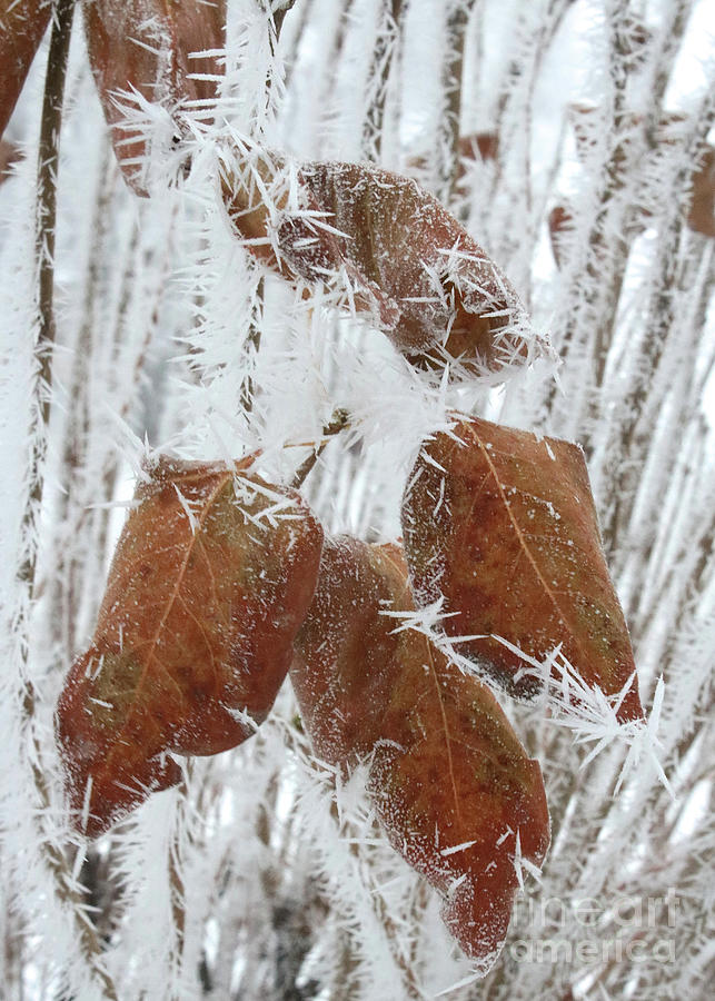 Frosty Leaves Photograph by Carol Groenen