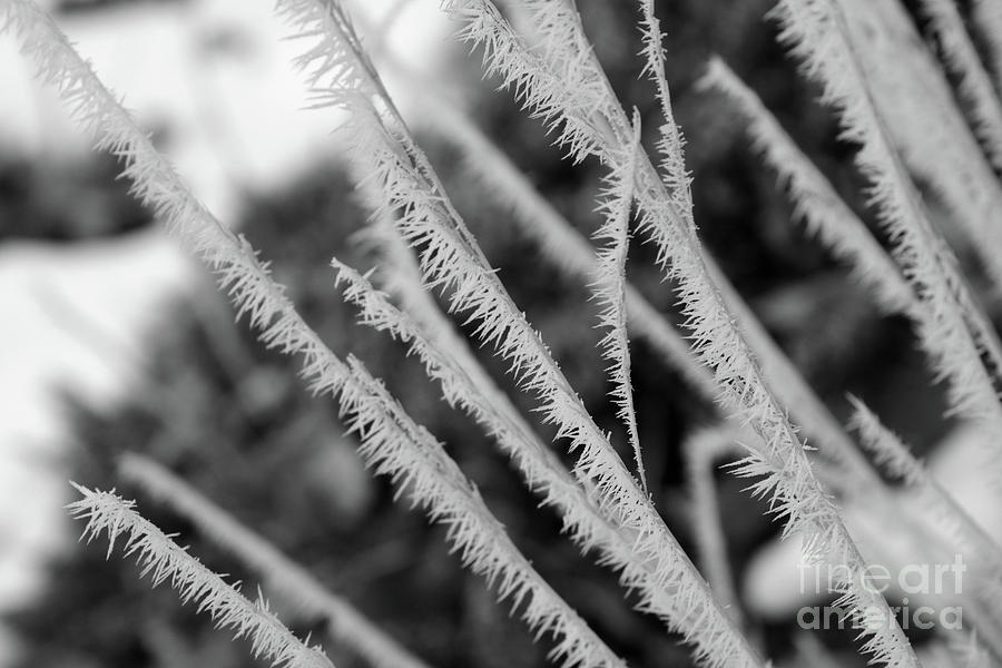 Lacy Icicles in Black and White Photograph by Carol Groenen