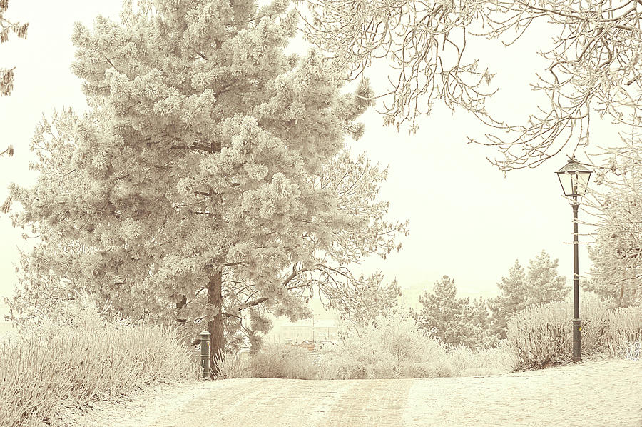 Lacy Lane. Gentle Winter Photograph by Jenny Rainbow
