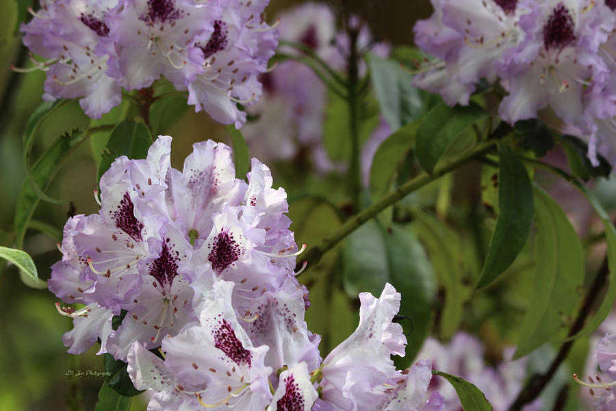 Lacy Lavender Rhododendrons Photograph by Jeanette C Landstrom