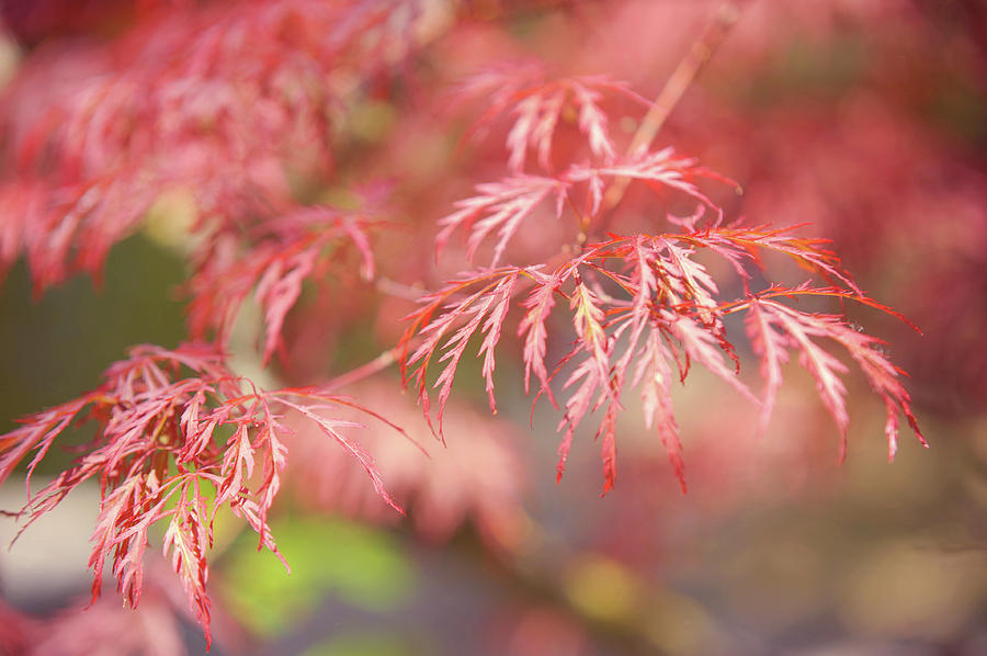 Lacy Leaves of Japanese Maple Tree Photograph by Jenny Rainbow