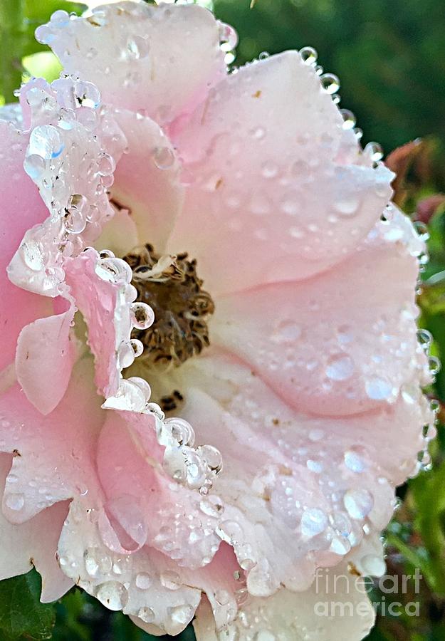 Lacy Teardrops On Pink Rose Photograph by Carol Riddle