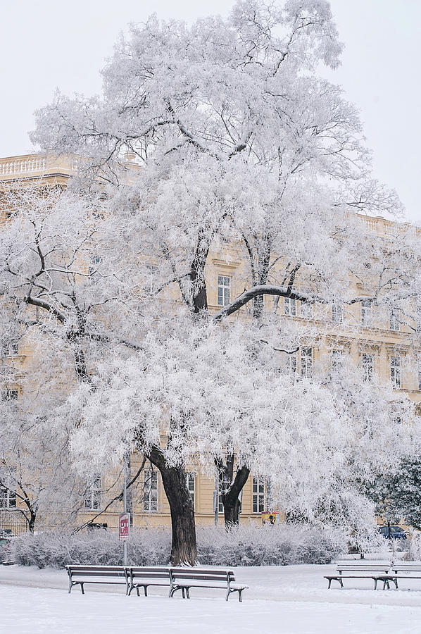Lacy Tree. Brno Winter Photograph by Jenny Rainbow