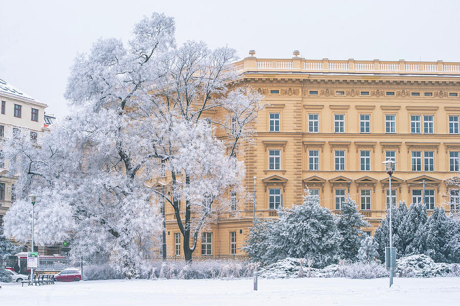 Lacy Winter in Brno. Moravske Namesti Photograph by Jenny Rainbow
