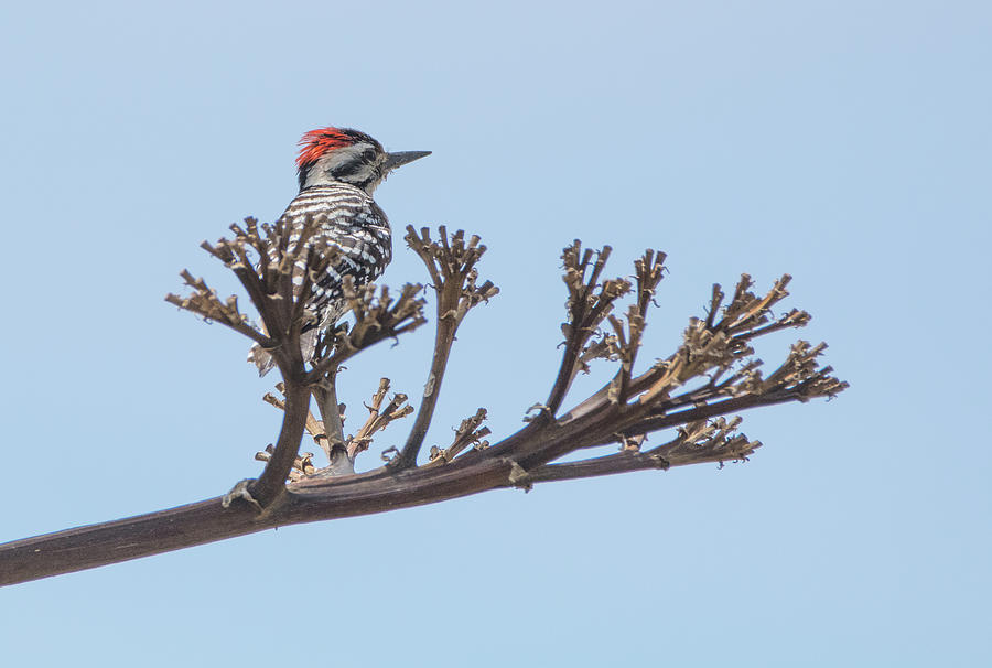 Ladder-backed Woodpecker 3682-033118-1cr Photograph by Tam Ryan