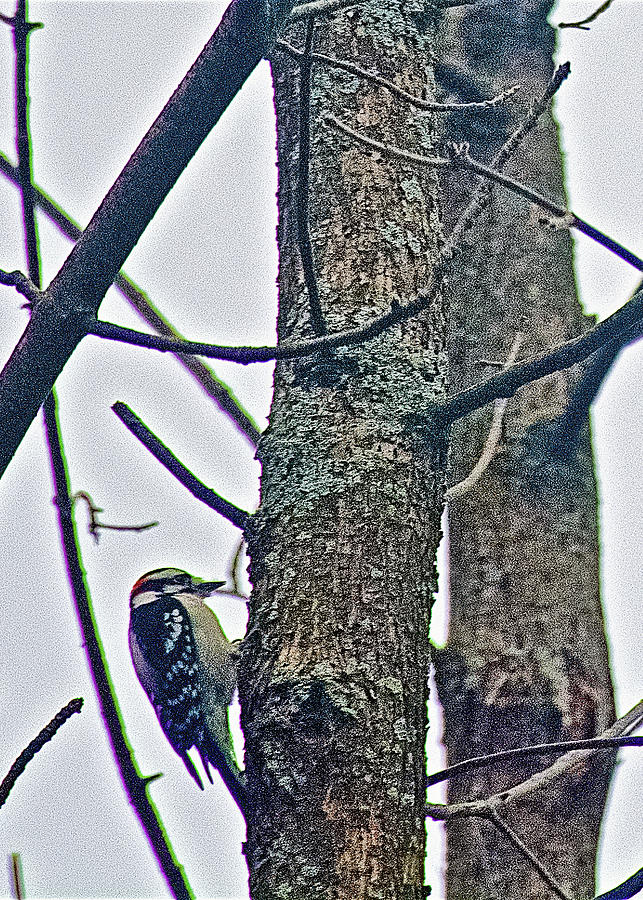 Ladder-backed Woodpecker by Rogue River Boardwalk Trail in Rockford, Michigan  Photograph by Ruth Hager