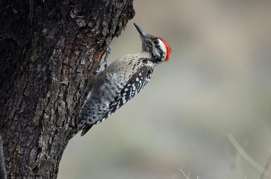 Ladder-backed Woodpecker Photograph by James Petersen