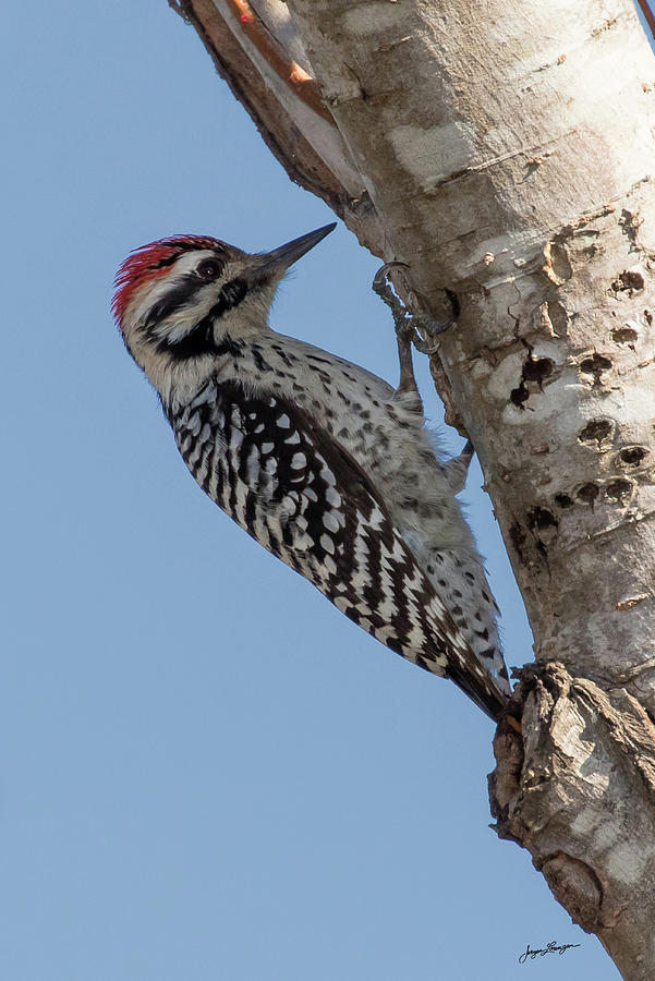 Ladder-backed Woodpecker Photograph by Jurgen Lorenzen