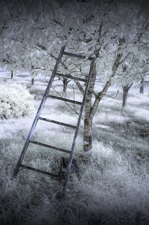 Ladder in a Cherry Orchard in Infrared Photograph by Randall Nyhof