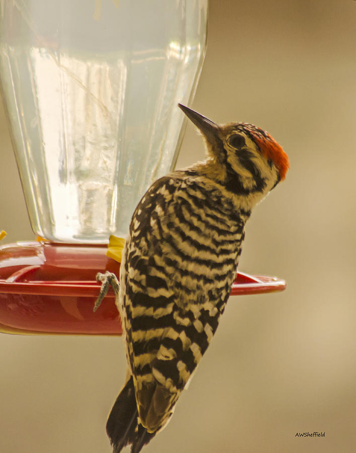 Woodpecker Photograph - Ladderback Woodpecker by Allen Sheffield