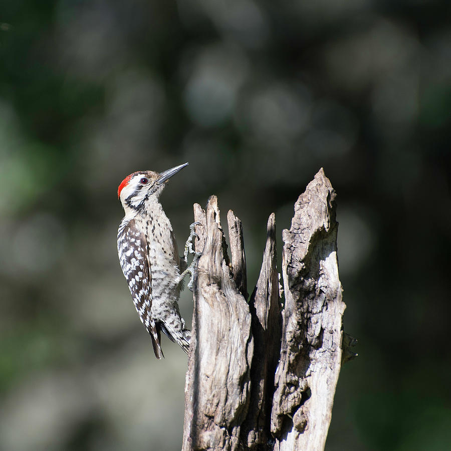 Ladderback Woodpecker Photograph by Peggy Blackwell