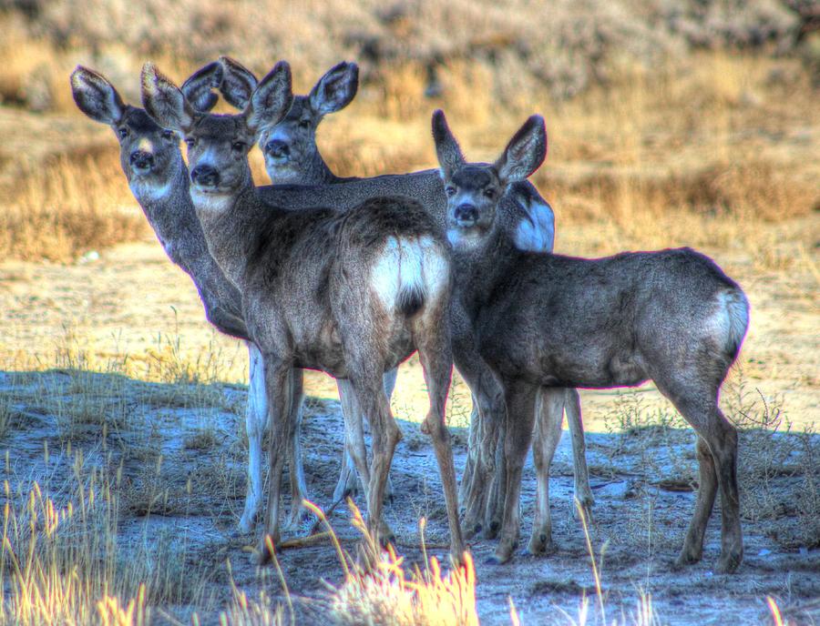 Ladies Auxiliary Photograph by Vikki Correll - Fine Art America