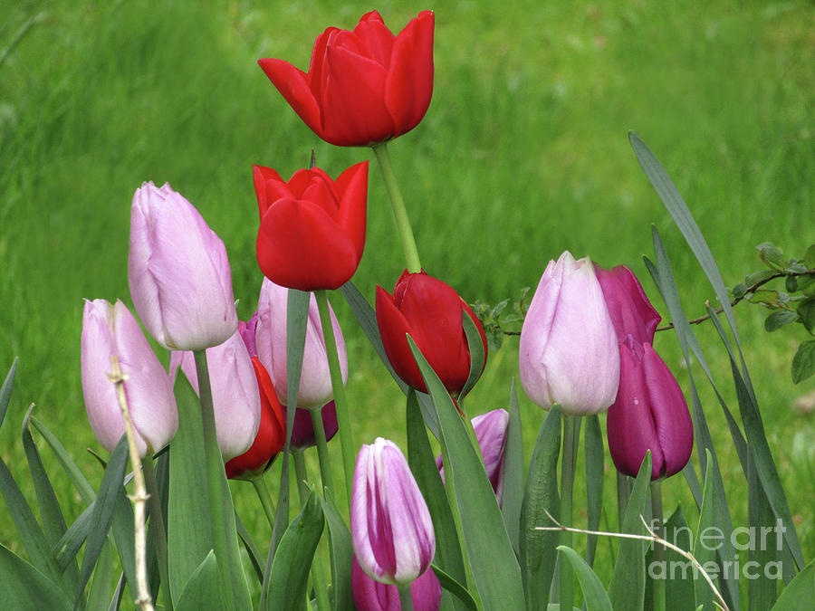 Garden Tulips 2 Photograph by Kim Tran