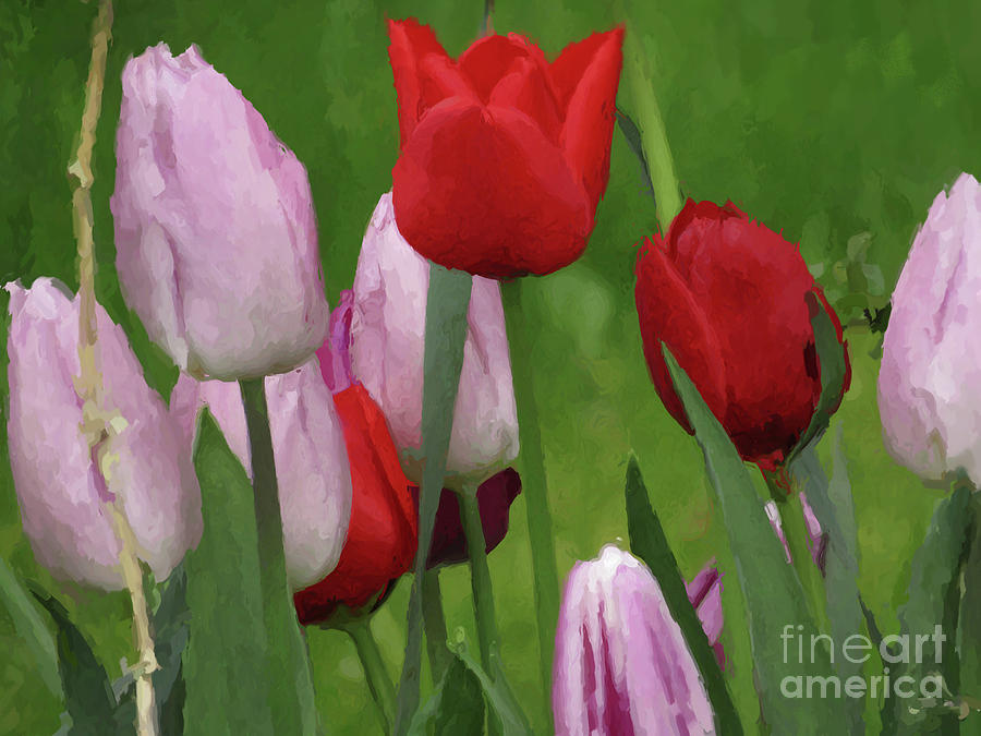 Garden Tulips Photograph by Kim Tran