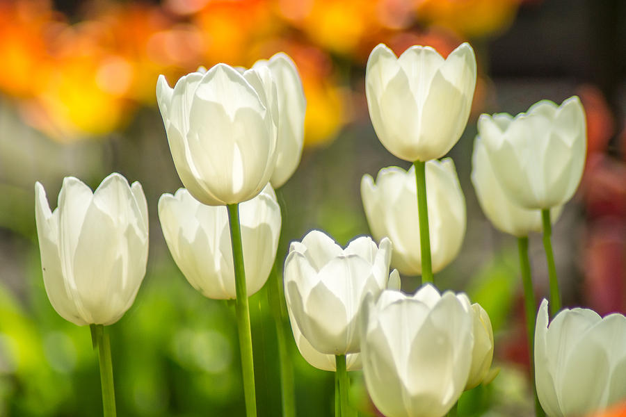 Tulip Photograph - Ladies In White by Bill Pevlor