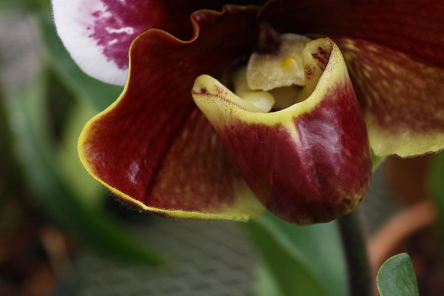 Orchid Photograph - Ladies Lips by Tara Moorman Photography