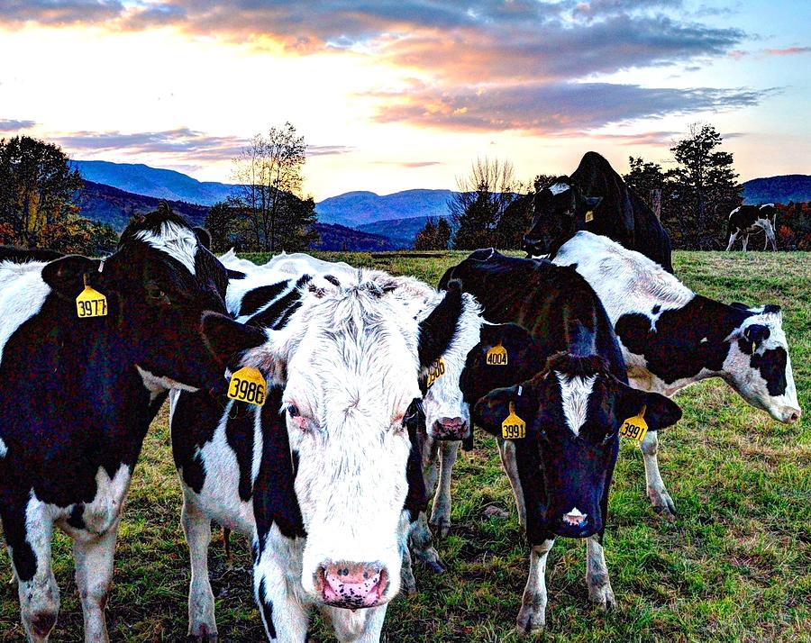 Vermont cows fall sunset Photograph by Phil Bobrow