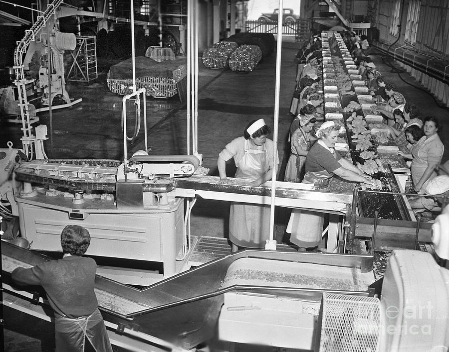 Fish Photograph - Ladies on Packing line on Cannery Row, Monterey circa 1948 by Monterey County Historical Society