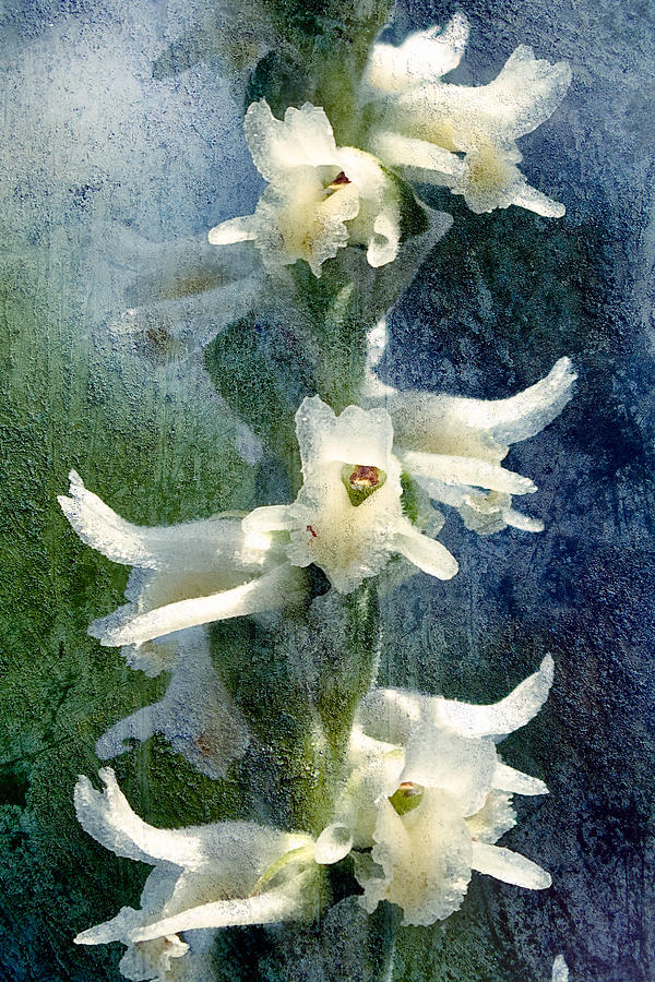 Orchid Photograph - Ladies-Tresses Orchid by Richard Leighton