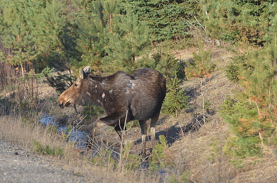 Lady Algonquin - Moose Photograph by Steve Somerville