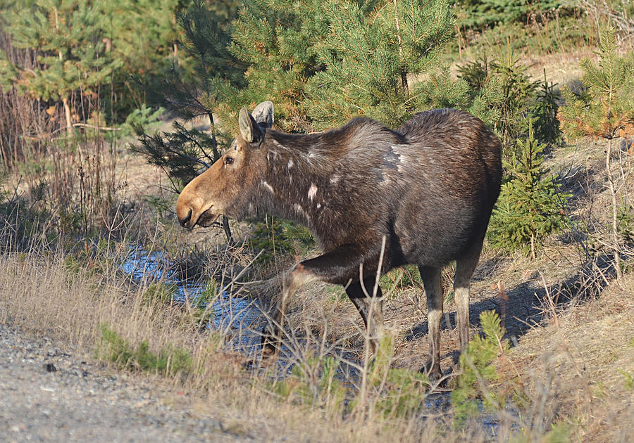 Lady Algonquin - Moose2 Photograph by Steve Somerville