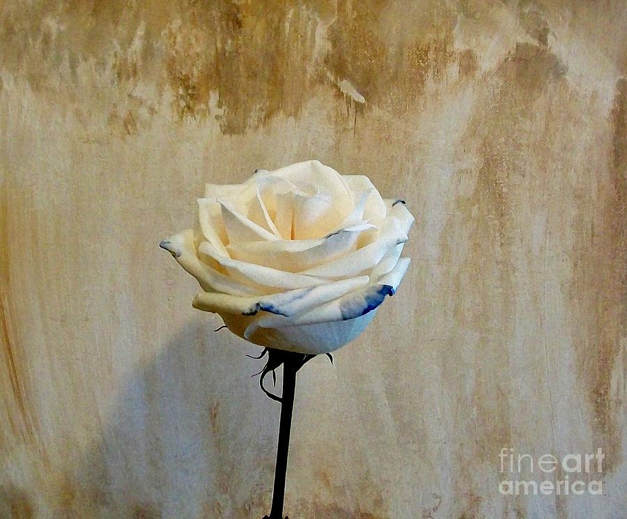 Rose Photograph - Lady Alone by Marsha Heiken