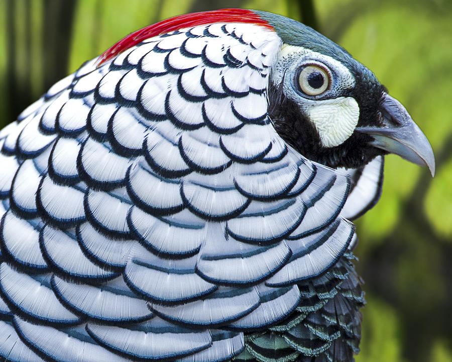 Lady Amherst Pheasant Photograph by Sasse Photo