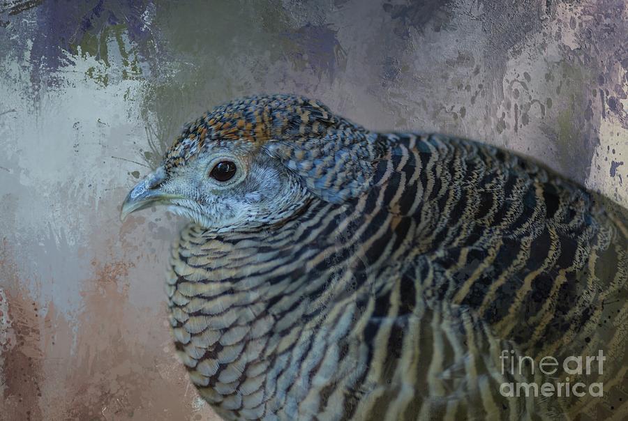 Abstract Photograph - Lady Amhersts Pheasant by Eva Lechner