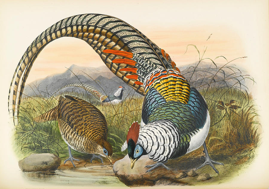 Lady Amhersts pheasant. Chrysolophus amherstiae Drawing by Joseph Wolf