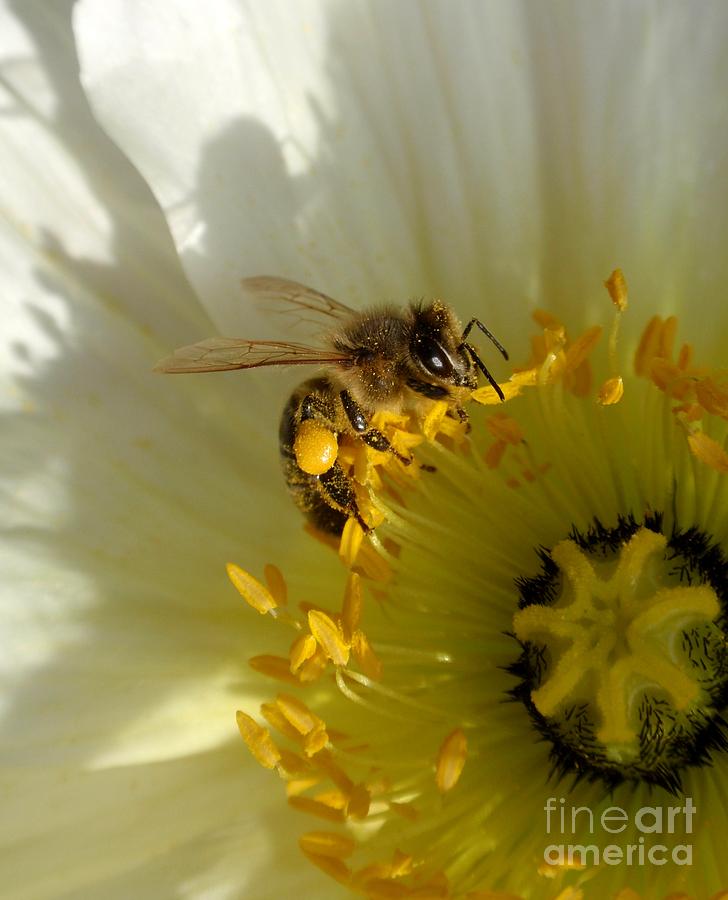 Nature Photograph - Lady Bee On Iceland Poppy by Valia Bradshaw