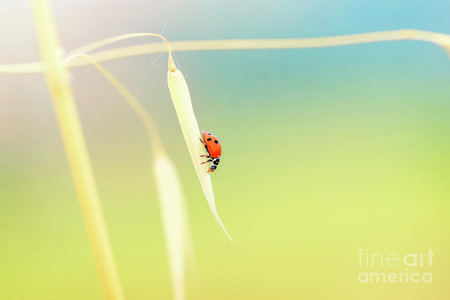 Lady beetle on the wheat stem Photograph by Anna Om