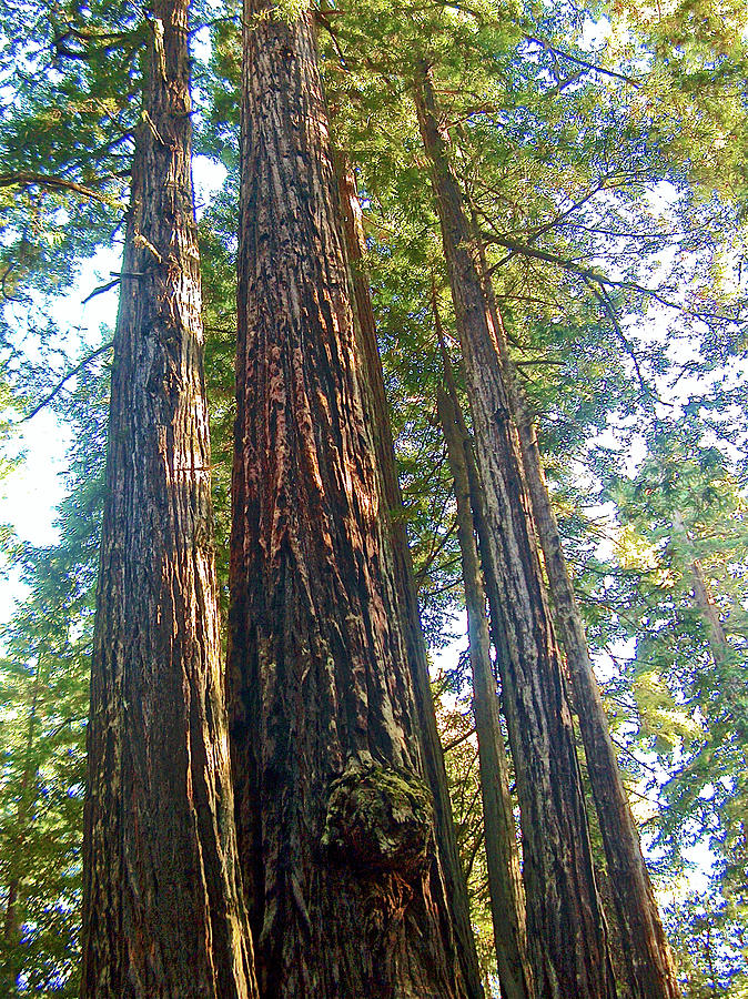 Lady Bird Johnson Redwood Grove in  Redwoods National Park-California Photograph by Ruth Hager