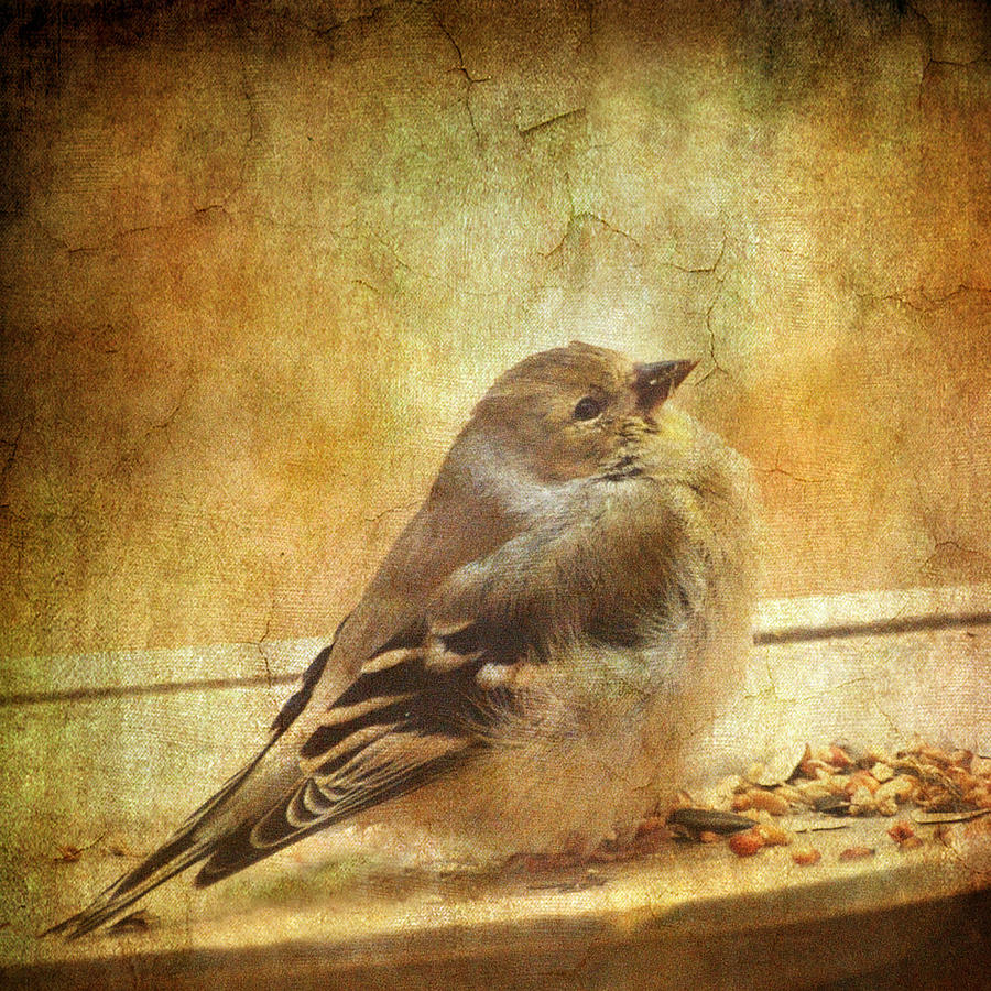 Lady Birdbird At My Feeder - Texture Photograph by Dorothy Lee