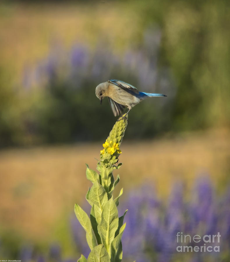 Lady Bluebird Photograph by Mitch Shindelbower