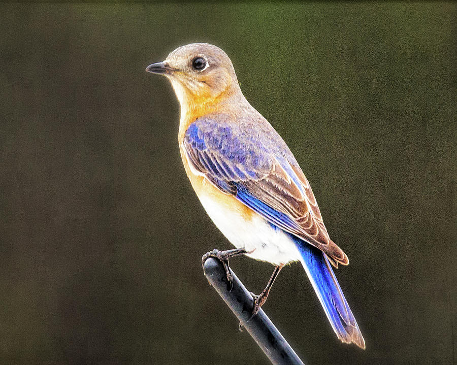 Lady Bluebird Photograph