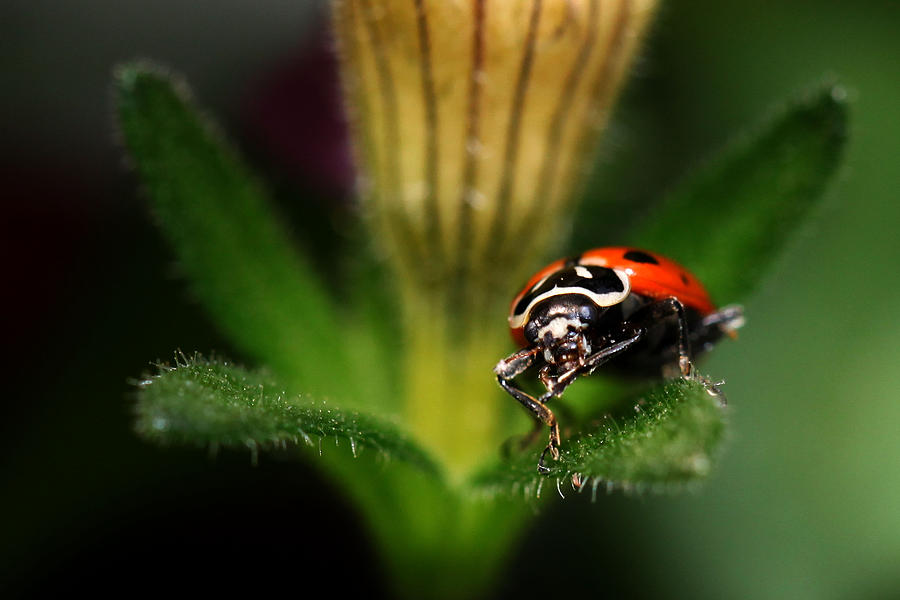 Lady Bug 1 Photograph by Darcy Dietrich