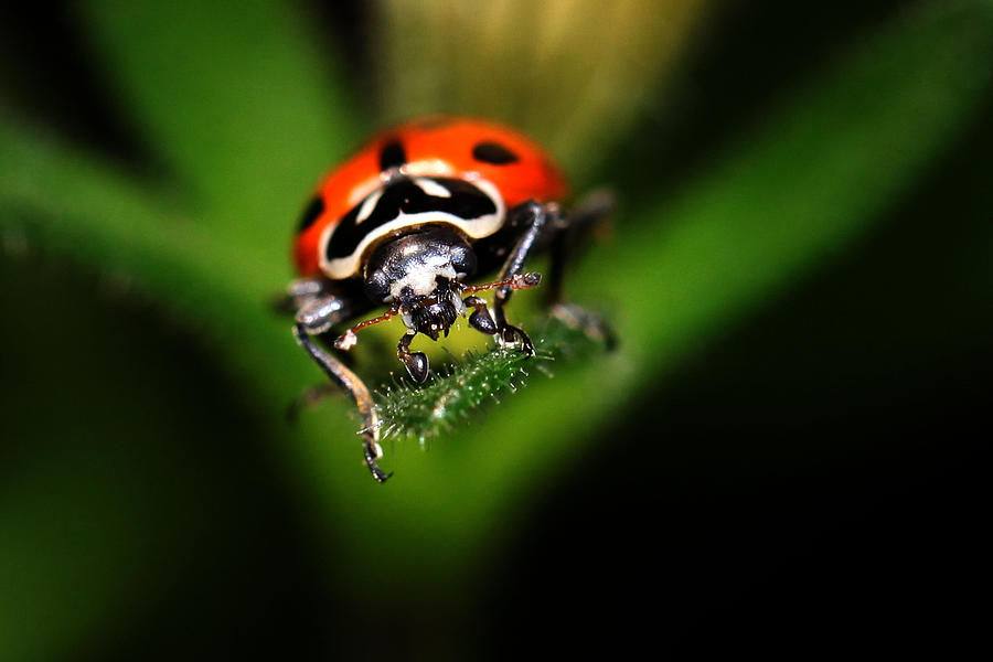 Lady Bug 2 Photograph by Darcy Dietrich